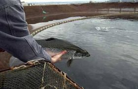  احداث بزرگترین مجتمع پرورش ماهیان گرمابی خرمشهر